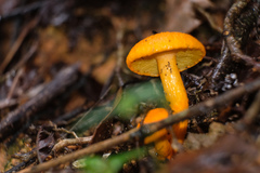 Boletus aurantiosplendens