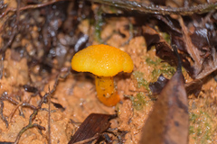 Boletus aurantiosplendens