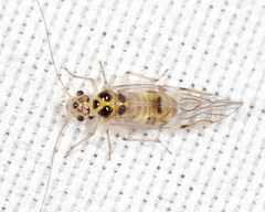 Teliapsocus conterminus