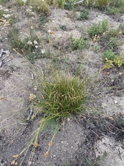 Carex subfusca