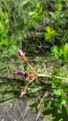 Rhexia alifanus