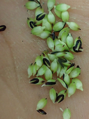 Carex lenticularis dolia