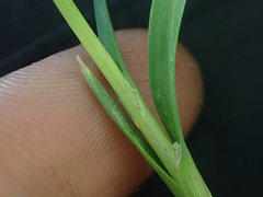 Carex lenticularis dolia