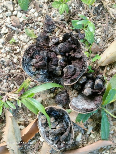 Hydnocarpus castaneus