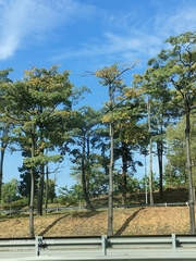 Alstonia