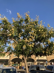 Magnoliopsida
