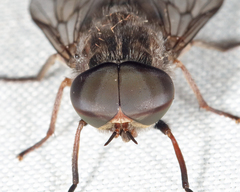 Tabanus vivax