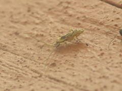 Pogonognathellus elongatus