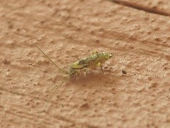 Pogonognathellus elongatus