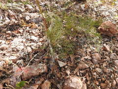 Grevillea dryandri
