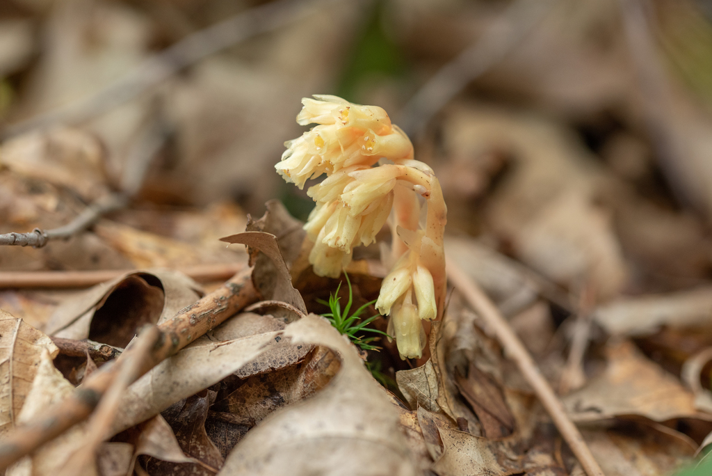 pinesap