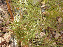 Grevillea dryandri