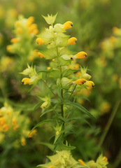 Rhinanthus apterus