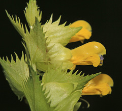 Rhinanthus apterus