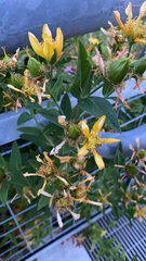 Hypericum ascyron