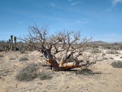 Pachycormus discolor