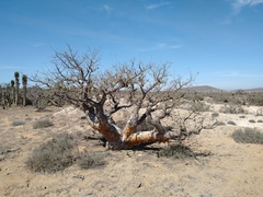 Pachycormus discolor