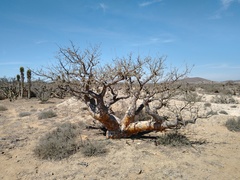 Pachycormus discolor