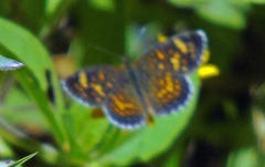 Phyciodes pallescens