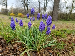 Muscari