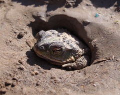 Rhinella dorbignyi