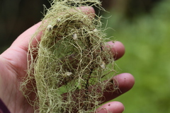 Usnea intermedia