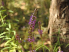 Pogostemon stellatus