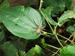 Heteropodinae