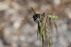 Euodynerus exoglyphus