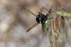 Euodynerus exoglyphus