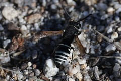 Euodynerus exoglyphus