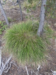 Carex geyeri