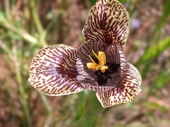 Tigridia vanhouttei