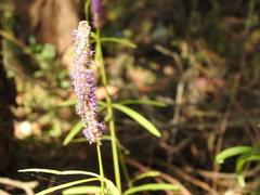 Pogostemon stellatus