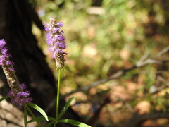 Pogostemon stellatus