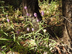 Pogostemon stellatus