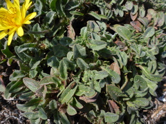 Agoseris apargioides