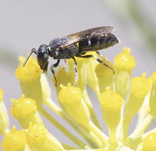 photo of Masked Bees (Hylaeus)