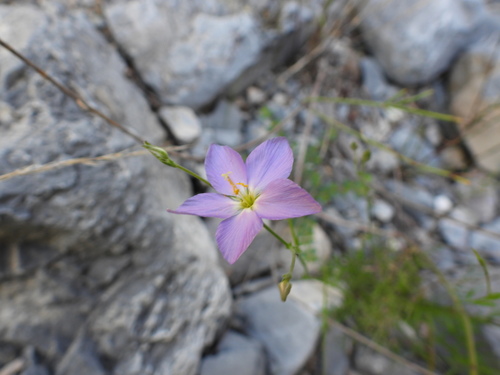 Image of Giliastrum stewartii by (c) Leticia Jiménez Hernández, some rights reserved (CC BY-SA)