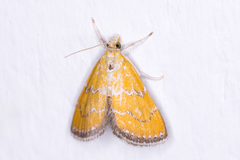 Xanthophysa psychicalis