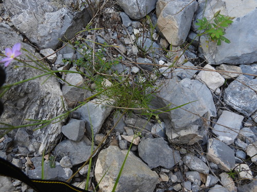 Image of Giliastrum stewartii by (c) Leticia Jiménez Hernández, some rights reserved (CC BY-SA)