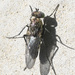 Tachytrechus angustipennis - Photo (c) Jess Morton, algunos derechos reservados (CC BY-NC), subido por Jess Morton