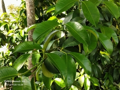 Syzygium grande