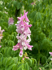 Corydalis caseana brandegeei