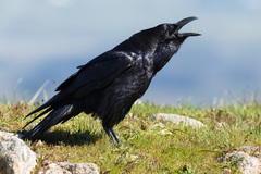 Corvus corax sinuatus