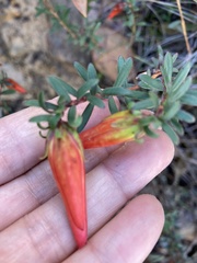 Darwinia hypericifolia