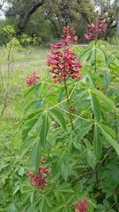 Aesculus pavia pavia
