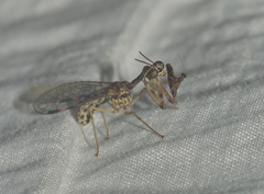 Mantispidae