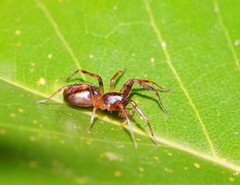 Battalus adamparsonsi