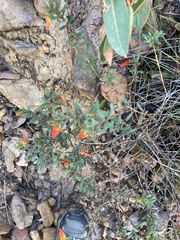 Darwinia hypericifolia
